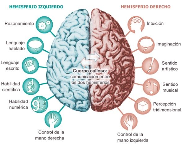 funciones-hemisferios-cerebrales.jpg