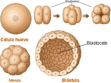 morula blastula