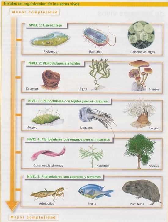 Niveles de Organización de los Seres Vivos