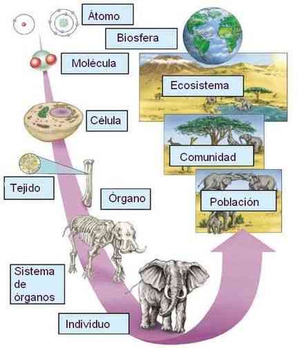 niveles de organizacion de la materia