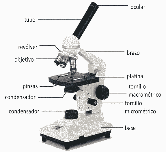 partes de un microscopio