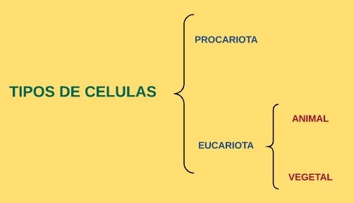 tipos de células