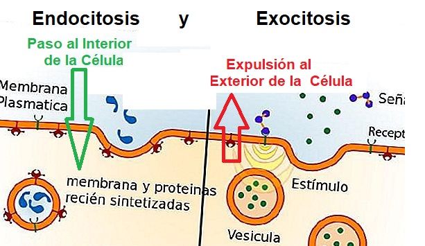 endocitosis y exocitosis