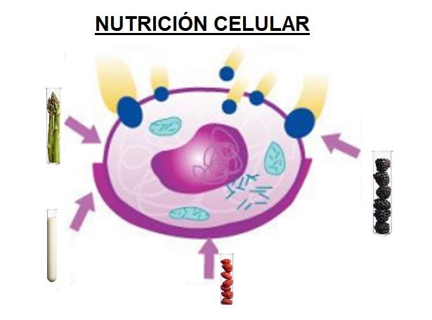 nutrición celular