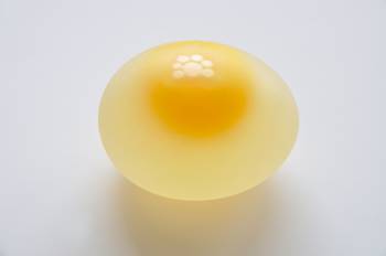 huevo transparente proyecto para ciencias