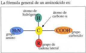 aminoacidos