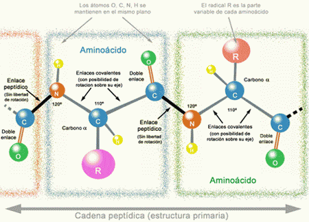 cadena aminoacidos