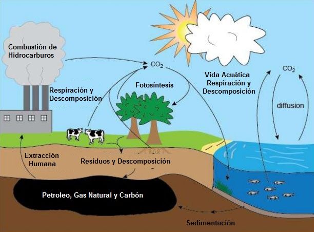 ciclo del carbono