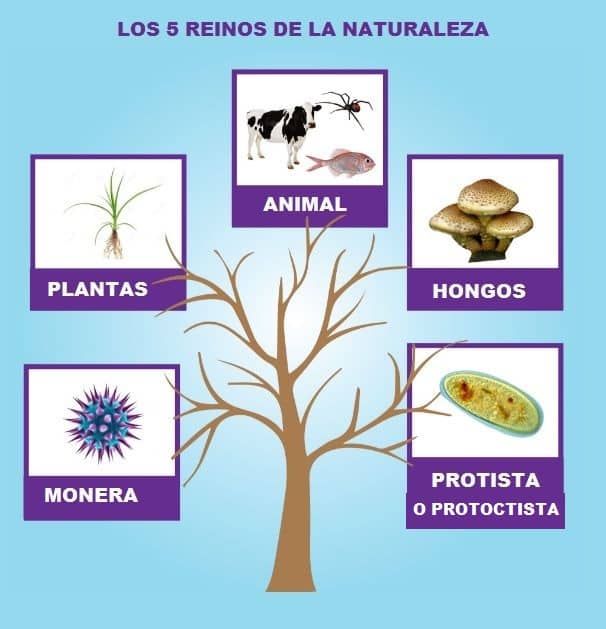 Reinos de la Naturaleza Los 5 Reinos - Areaciencias