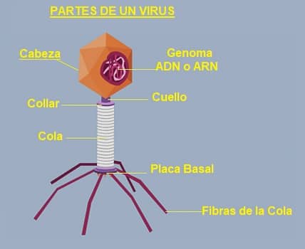 virus partes