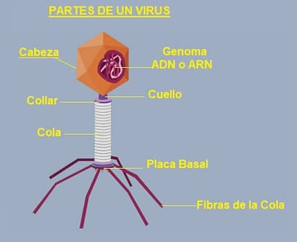 virus partes