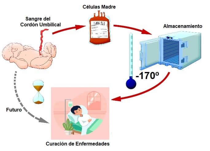 almacenamiento de células madre