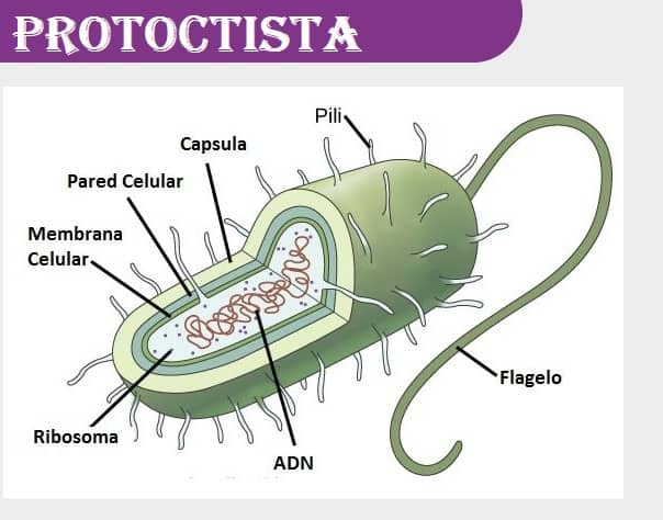 protoctista