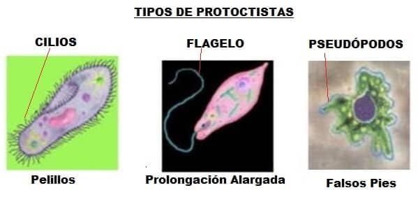 tipos de protoctistas o protistas