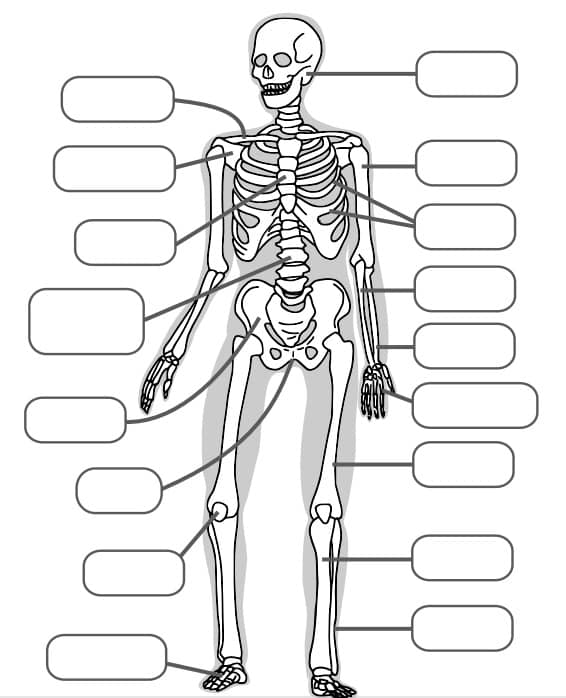 participar habla célula Juego Los Huesos del Cuerpo Humano - Areaciencias