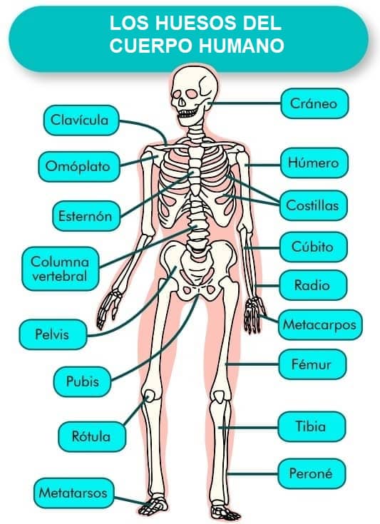 huesos cuerpo humano